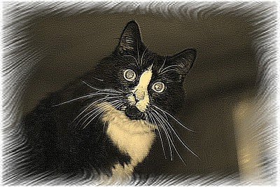 кот.jpg