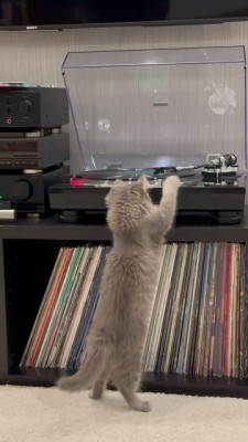 kot-vinil.jpg