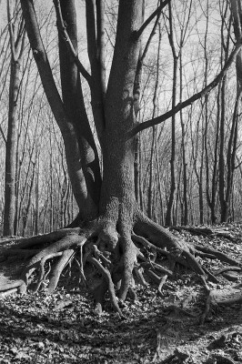 Image26.jpg